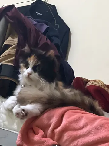 Lovely cat