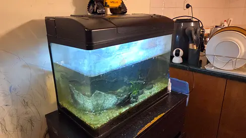 Fishtank for Sale