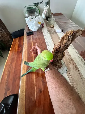 Parrot wooden perch