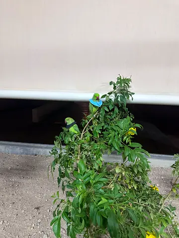 Indian green parrot