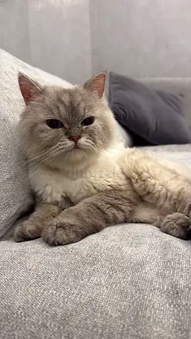 Lovely British Shorthair Male Cat, 7 month old and neutered. Looking for an adoption family