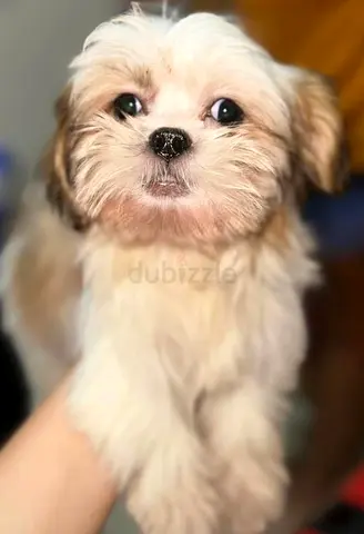 Small fluffy puppy looking for a new home