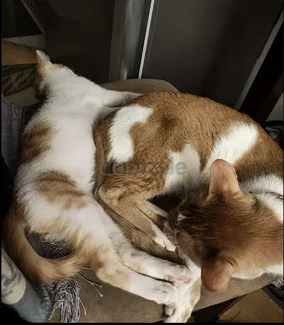 Nuke - Hyper Ball of Love - Rescue, Vaccinated, Neutered