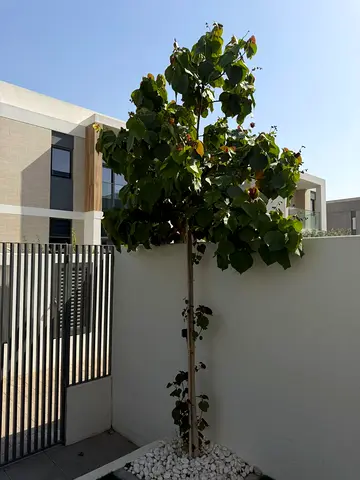 Young potted garden tree on stake — ready to plant (Dubai)