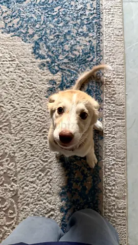 Husky + Golden retriever