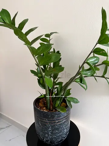 Healthy ZZ Plant (Zamioculcas zamiifolia) in Decorative Pot