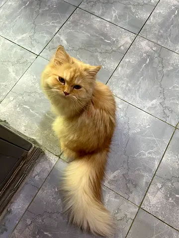 Persian cat for adoption