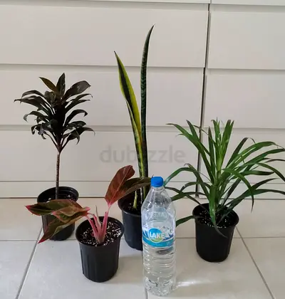 Take all 4 easy to take care  indoor plants 60 dhs only     Collect at Discovery gardens  Street 11