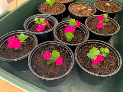 Kalanchoe plant. Indoor. My hobby