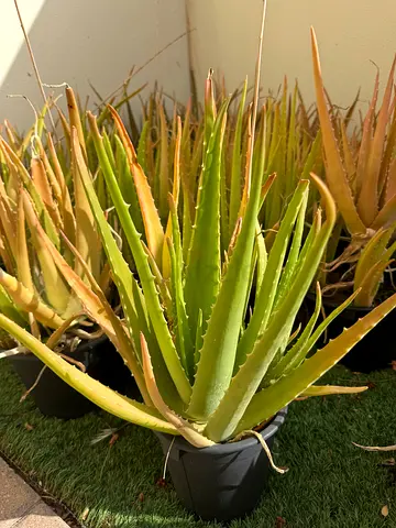 Aloe vera plants in pots - healthy outdoor succulents 10dhs each - 4 for 30dhs
