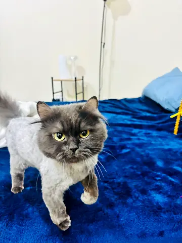Persian Female Cat, 8 month old, looking for a loving family