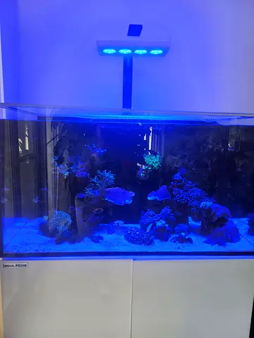 Used Marine Reef Aquarium Setup with LED Lighting and Cabinet , run with Neptune Apex