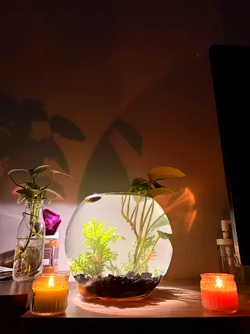 5L Bowl Aquarium with live plants and fishes