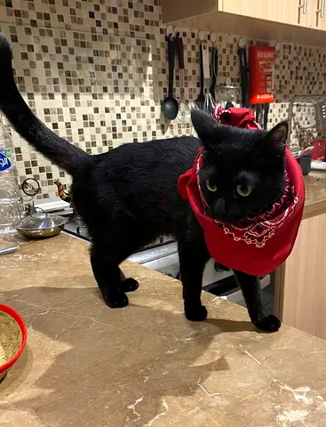 Bella 6 YO adorable cat adorable, smart  and playful looking for new home