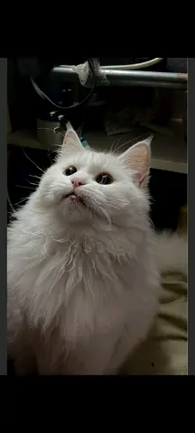 Not sale Turkish angora Friendly long-haired white cat available for adoption