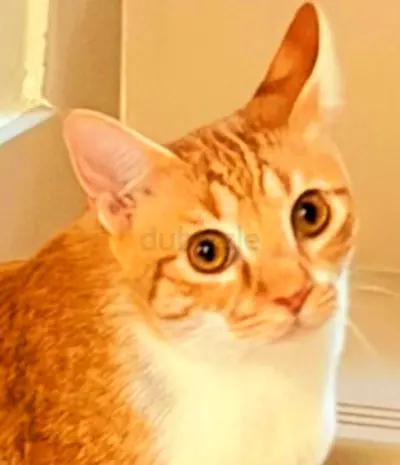 Paddy boy needs a loving forever home
