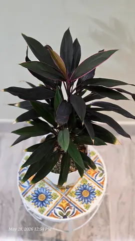 Cordyline - Fruticosa Tango - healthy indoor plant