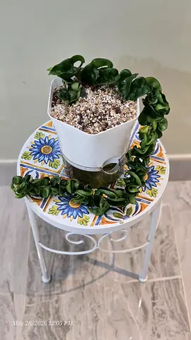 Hoya Compacta ( also called the Hindu Rope Plant)  in Decorative Pot