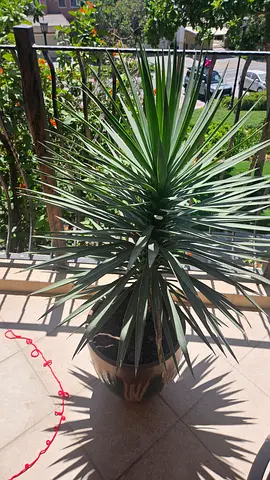PLANTS FOR SALE