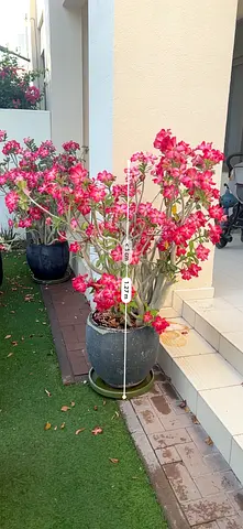 Large outdoor potted plant bundle - all healthy! Pots included!