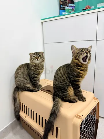 Super Friendly Kittens for adoption