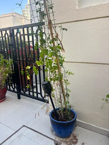 Potted climbing vine in blue ceramic planter (needs TLC)
