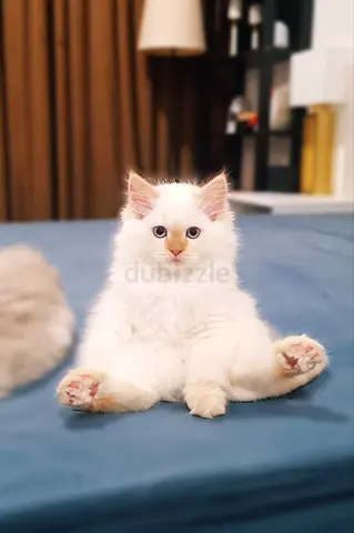 Siberian kittens