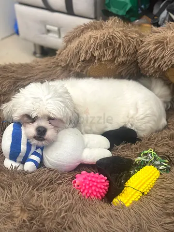 Pookie Friendly small white dog with toys — ready for adoption