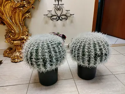 Pair of round barrel cacti in pots - healthy indoor decorative plants