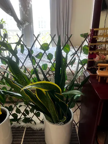 Large indoor snake plant in large white ceramic pots