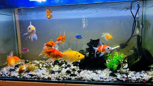 Mixed community fishes  for sales