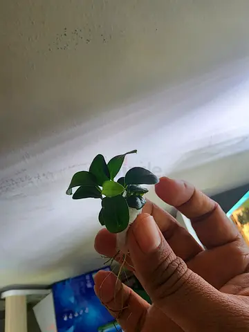 Aquarium plant