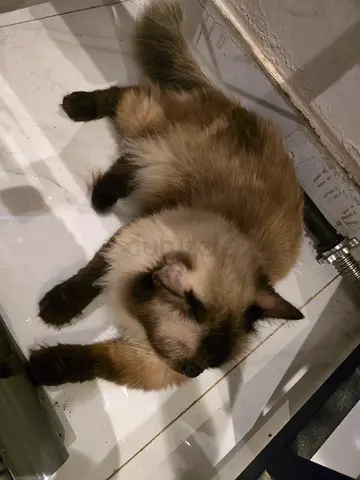 Free female cat for adoption