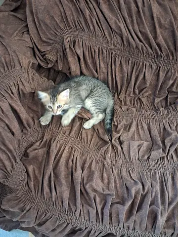 Completely Free adoption