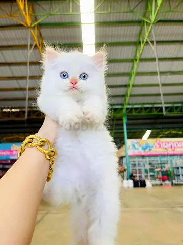 Shirazi kittens available