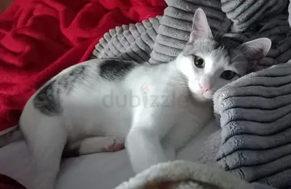 SILVIO needs a loving home