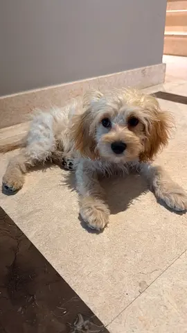 5 month old male Cockapoo Puppy