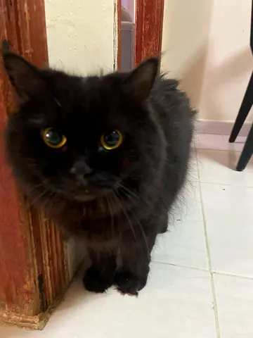 Free Cat (muweilah Sharja)