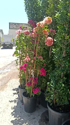 Potted Bougainvillea Plants - Tall Flowering Shrubs, Ready to Plant