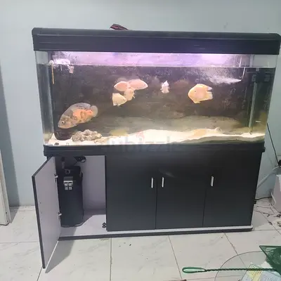 1.5m Glass Aquarium with Stand - Ready to Move (Fish not Included)