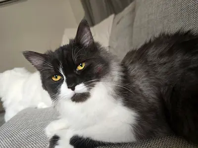 Cat for free adoption