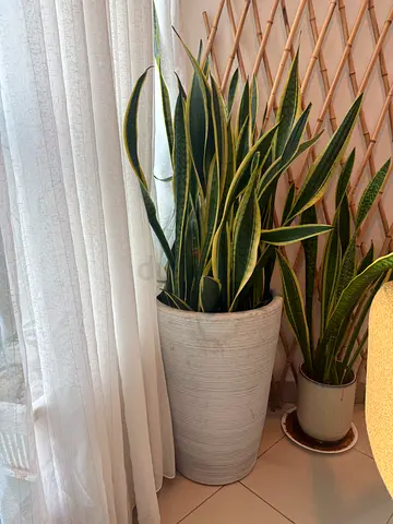 Snake plant for sale