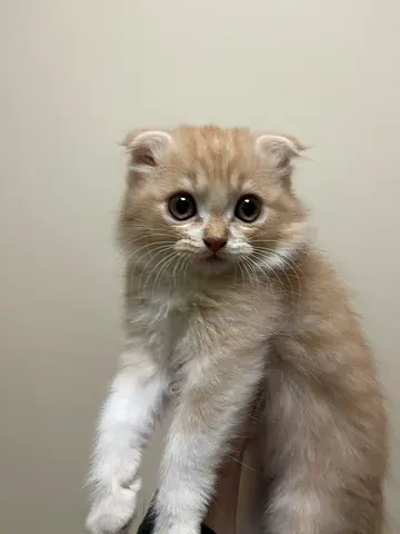 Young Scottish Fold kitten for adoption