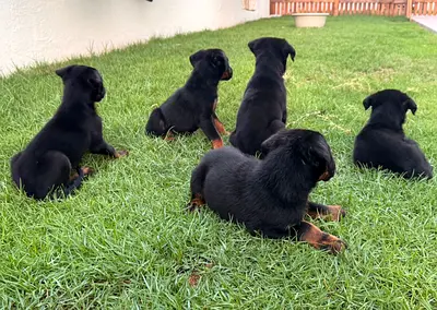 Dobby Puppies
