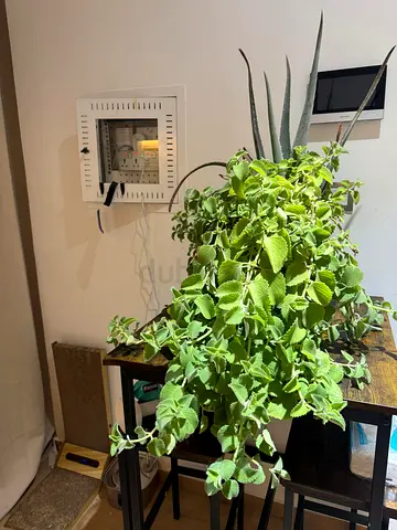 Plants