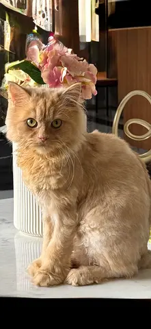 Young Cream Longhair Cat — Friendly, Indoor, Vaccinated