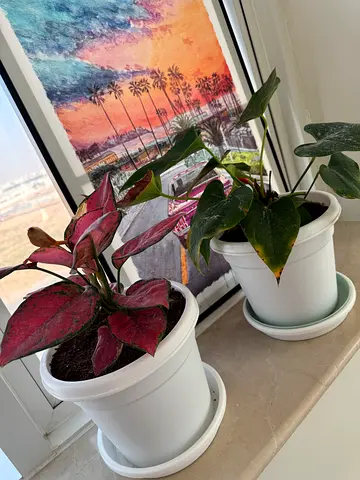 Four indoor potted plants in white pots — ready for home display