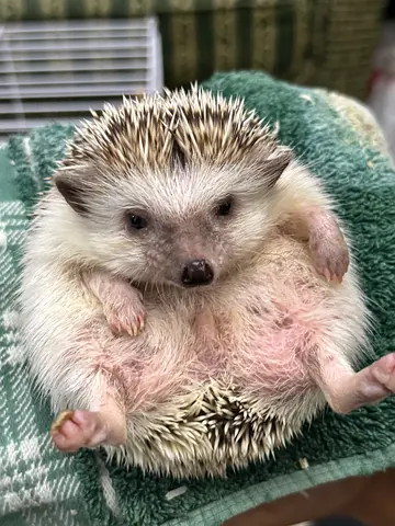 Trained hedgehog