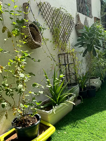 Collection of potted outdoor plants