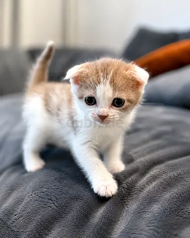 Brown  White Scottish Fold Kitten for Rehoming